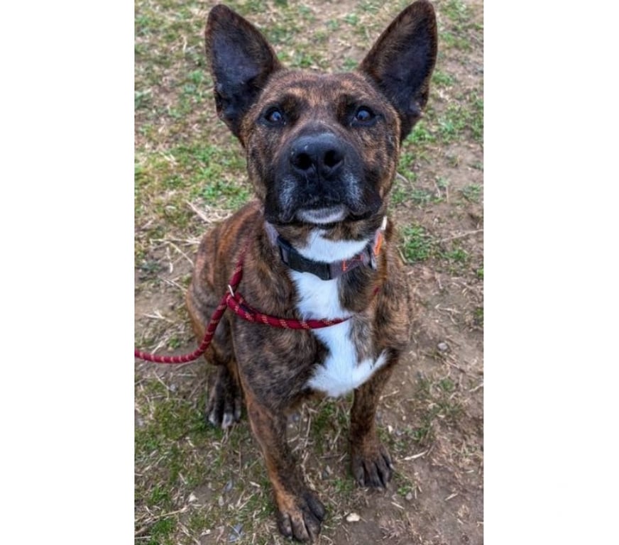 Don animaux Hérault Beziers - 34500 - Photos Vivastreet FLINN, chien type cane corso 2 ans non lof DON LIBRE