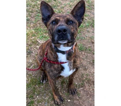 Adoption animaux Beziers Hérault - Photos Vivastreet FLINN, chien type cane corso 2 ans non lof DON LIBRE