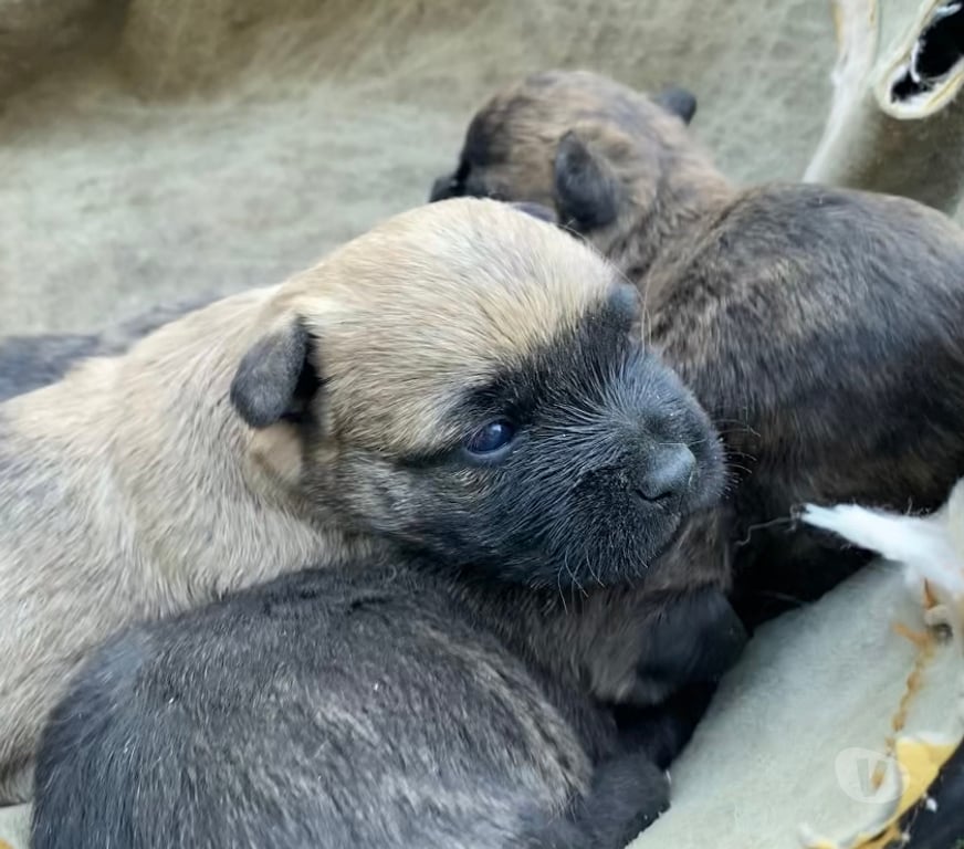 Vente Gard Nimes - Photos Vivastreet Chiot Cairn Terrier
