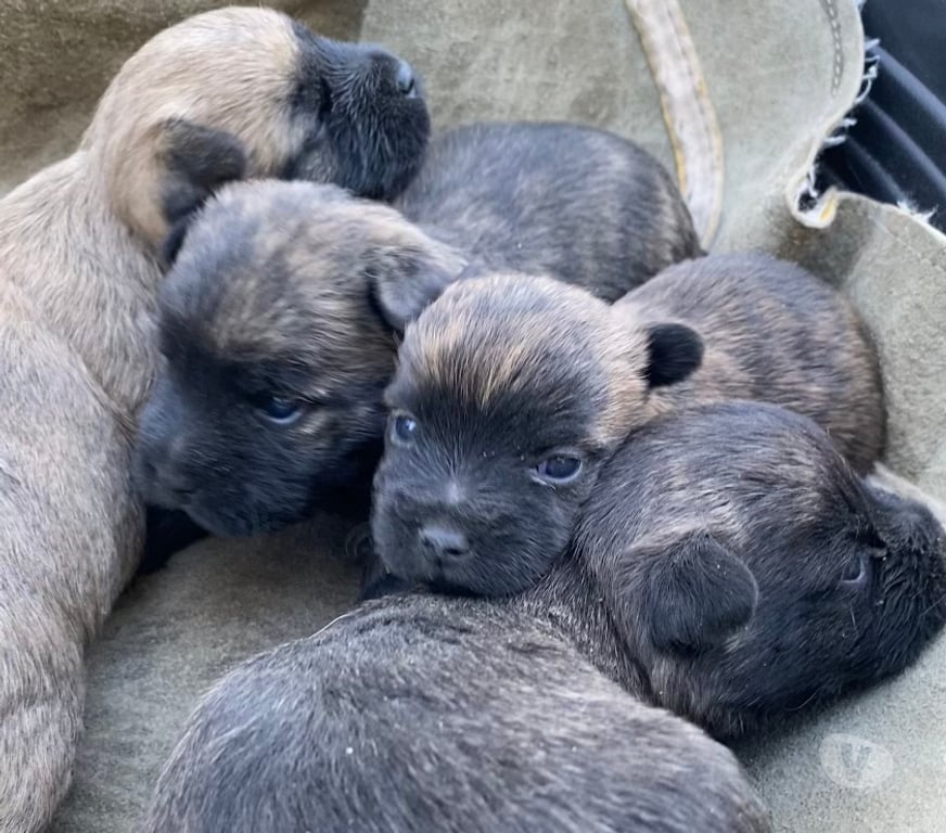 Vente Gard Nimes - Photos Vivastreet Chiot Cairn Terrier