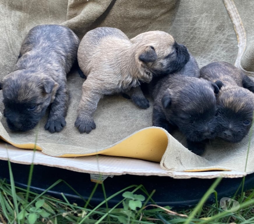 Vente Gard Nimes - Photos Vivastreet Chiot Cairn Terrier