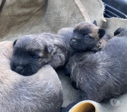 Vente animaux Nimes Nimes - Photos Vivastreet Chiot Cairn Terrier
