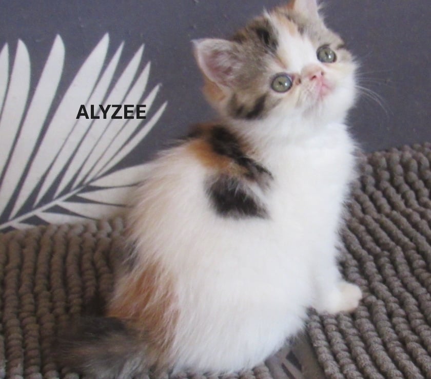 Vente Haute-Loire Javaugues - 43100 - Photos Vivastreet 1 CHATON EXOTIC SHORTAIR + PERSANS LOOF