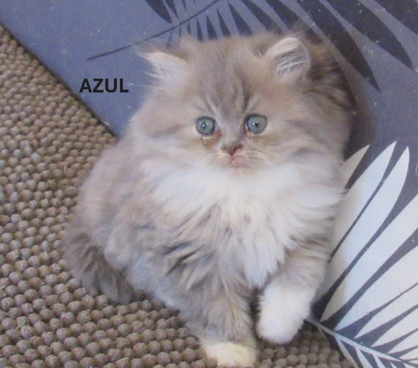 Vente Haute-Loire Javaugues - 43100 - Photos Vivastreet 2 CHATONS EXOTIC SHORTAIR +1 PERSAN LOOF