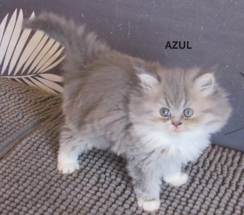 Vente Haute-Loire Javaugues - 43100 - Photos Vivastreet 2 CHATONS EXOTIC SHORTAIR +1 PERSAN LOOF