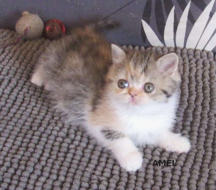 Vente Haute-Loire Javaugues - 43100 - Photos Vivastreet 2 CHATONS EXOTIC SHORTAIR +1 PERSAN LOOF