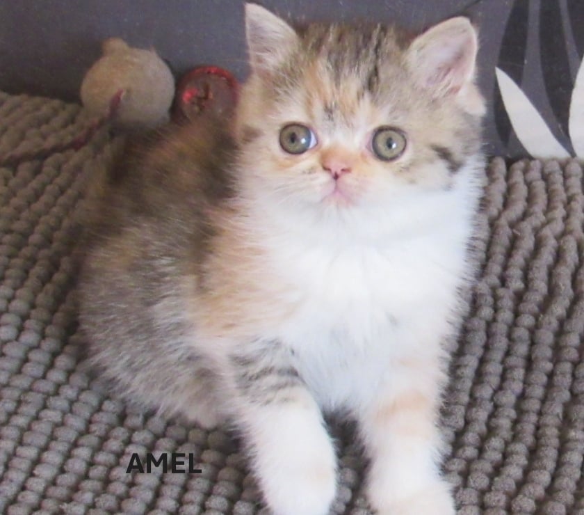 Vente Haute-Loire Javaugues - 43100 - Photos Vivastreet 2 CHATONS EXOTIC SHORTAIR +1 PERSAN LOOF