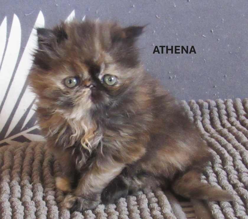 Vente Haute-Loire Javaugues - 43100 - Photos Vivastreet 1 CHATON EXOTIC SHORTAIR + PERSANS LOOF