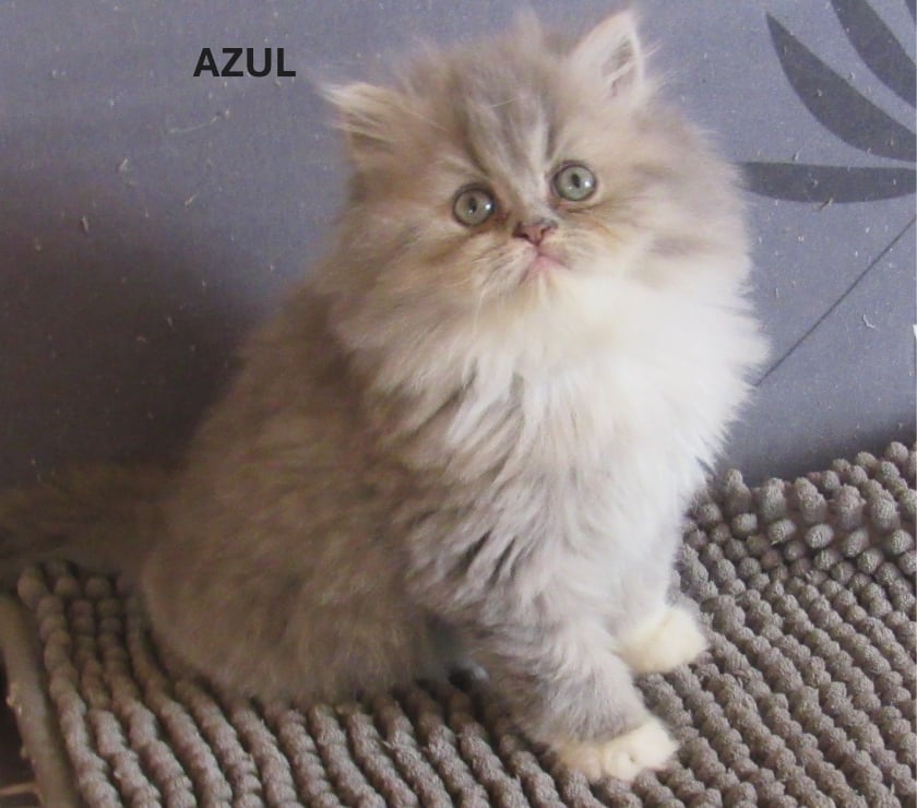 Vente Haute-Loire Javaugues - 43100 - Photos Vivastreet 1 CHATON EXOTIC SHORTAIR + PERSANS LOOF