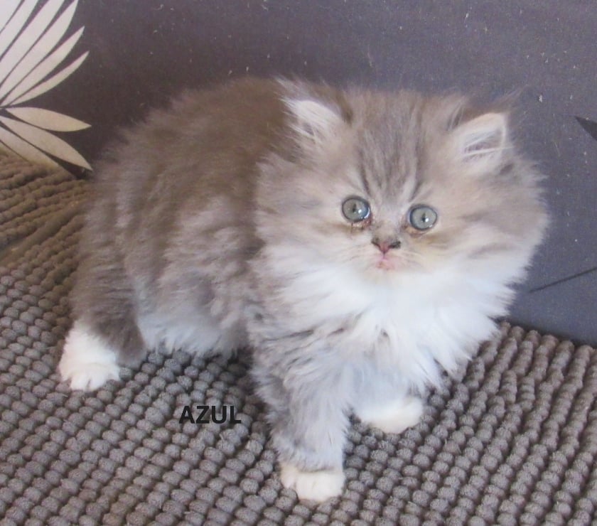 Vente Haute-Loire Javaugues - 43100 - Photos Vivastreet 2 CHATONS EXOTIC SHORTAIR +1 PERSAN LOOF