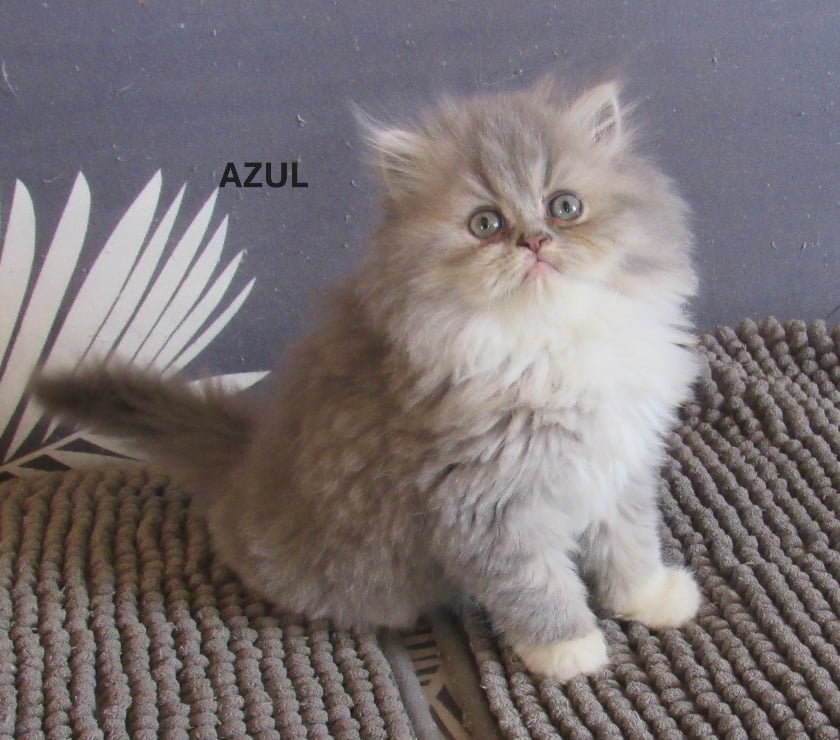 Vente Haute-Loire Javaugues - 43100 - Photos Vivastreet 1 CHATON EXOTIC SHORTAIR + PERSANS LOOF