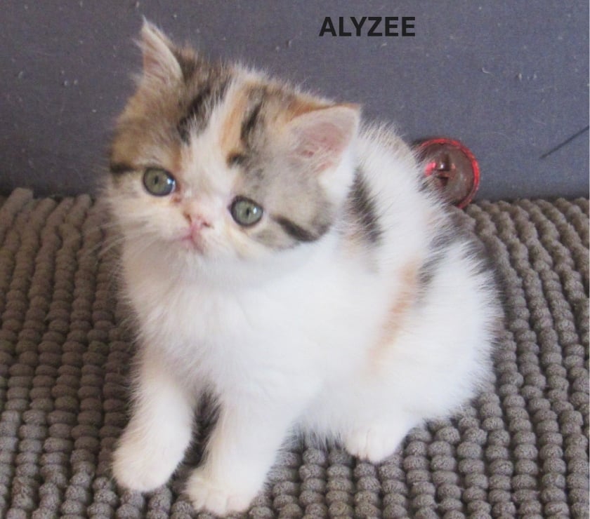 Vente Haute-Loire Javaugues - 43100 - Photos Vivastreet 2 CHATONS EXOTIC SHORTAIR +1 PERSAN LOOF