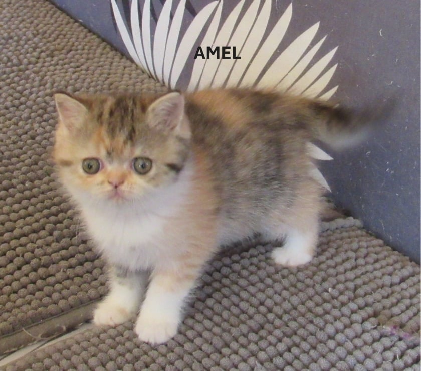 Vente Haute-Loire Javaugues - 43100 - Photos Vivastreet 2 CHATONS EXOTIC SHORTAIR +1 PERSAN LOOF