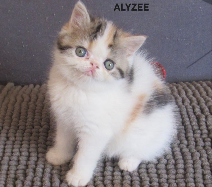 Vente animaux Javaugues Haute-Loire - Photos Vivastreet 2 CHATONS EXOTIC SHORTAIR +1 PERSAN LOOF