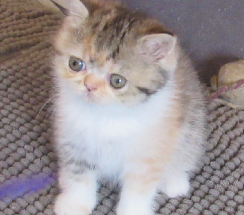 Vente Haute-Loire Javaugues - 43100 - Photos Vivastreet 2 CHATONS EXOTIC SHORTAIR +1 PERSAN LOOF