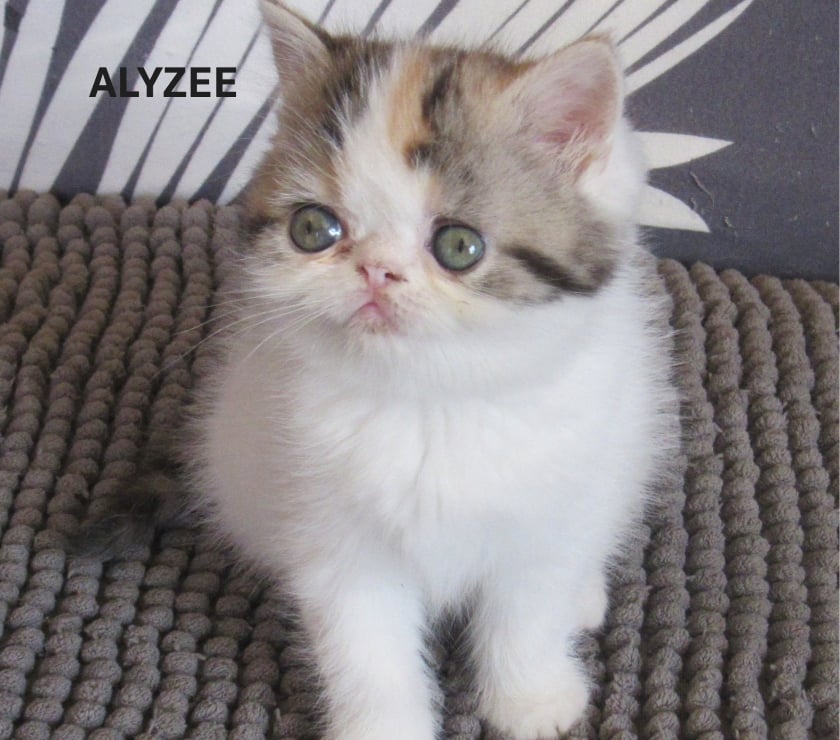 Vente Haute-Loire Javaugues - 43100 - Photos Vivastreet 2 CHATONS EXOTIC SHORTAIR +1 PERSAN LOOF
