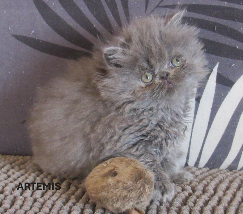 Vente Haute-Loire Javaugues - 43100 - Photos Vivastreet 1 CHATON EXOTIC SHORTAIR + PERSANS LOOF