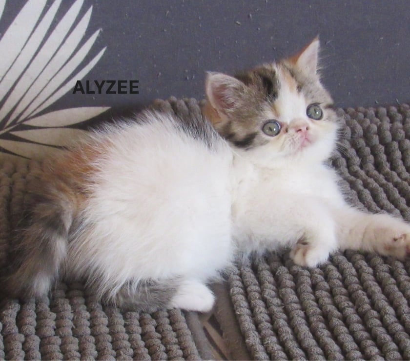 Vente animaux Javaugues Haute-Loire - Photos Vivastreet 1 CHATON EXOTIC SHORTAIR + PERSANS LOOF