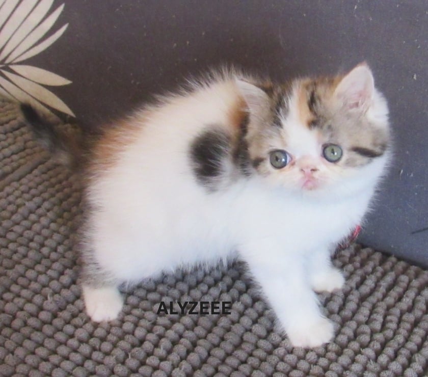 Vente Haute-Loire Javaugues - 43100 - Photos Vivastreet 2 CHATONS EXOTIC SHORTAIR +1 PERSAN LOOF