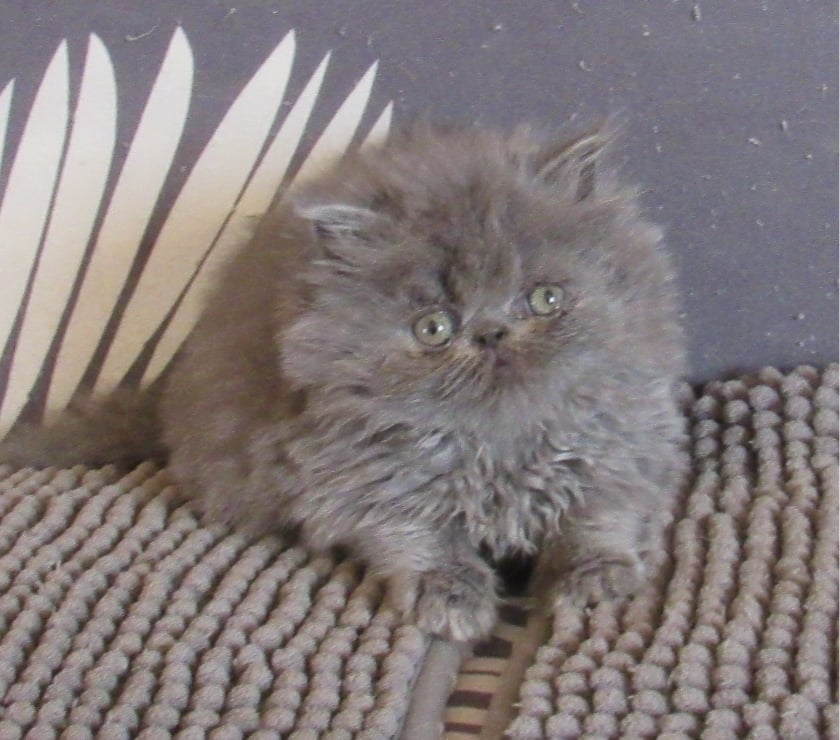 Vente Haute-Loire Javaugues - 43100 - Photos Vivastreet 1 CHATON EXOTIC SHORTAIR + PERSANS LOOF