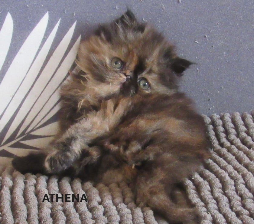 Vente Haute-Loire Javaugues - 43100 - Photos Vivastreet 1 CHATON EXOTIC SHORTAIR + PERSANS LOOF