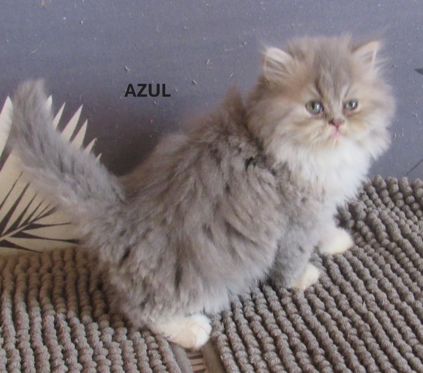 Vente Haute-Loire Javaugues - 43100 - Photos Vivastreet 1 CHATON EXOTIC SHORTAIR + PERSANS LOOF