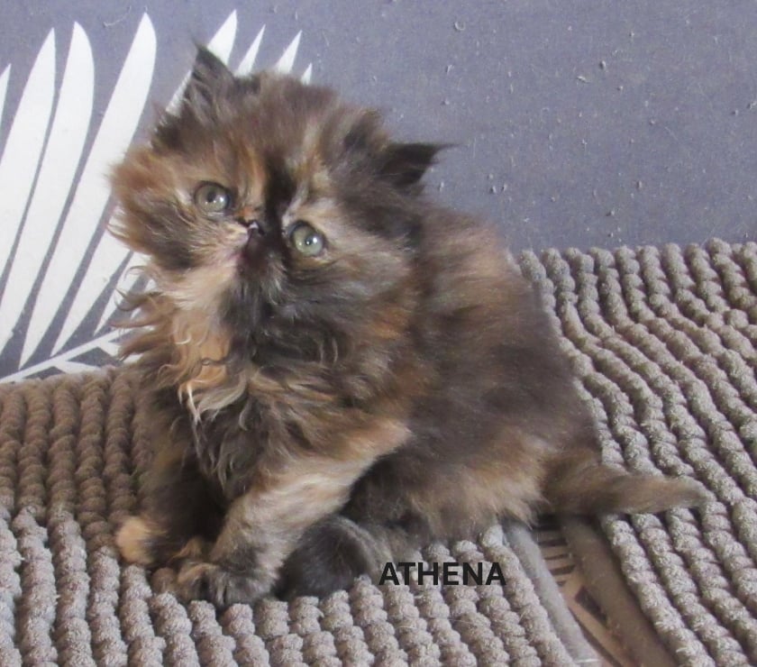 Vente Haute-Loire Javaugues - 43100 - Photos Vivastreet 1 CHATON EXOTIC SHORTAIR + PERSANS LOOF