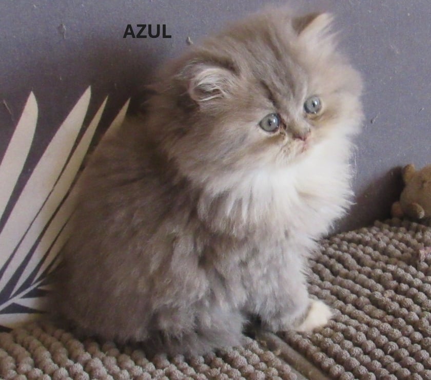 Vente Haute-Loire Javaugues - 43100 - Photos Vivastreet 2 CHATONS EXOTIC SHORTAIR +1 PERSAN LOOF
