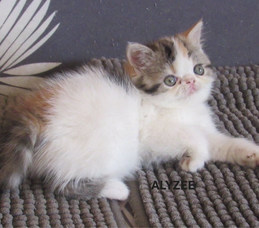 Vente Haute-Loire Javaugues - 43100 - Photos Vivastreet 1 CHATON EXOTIC SHORTAIR + PERSANS LOOF