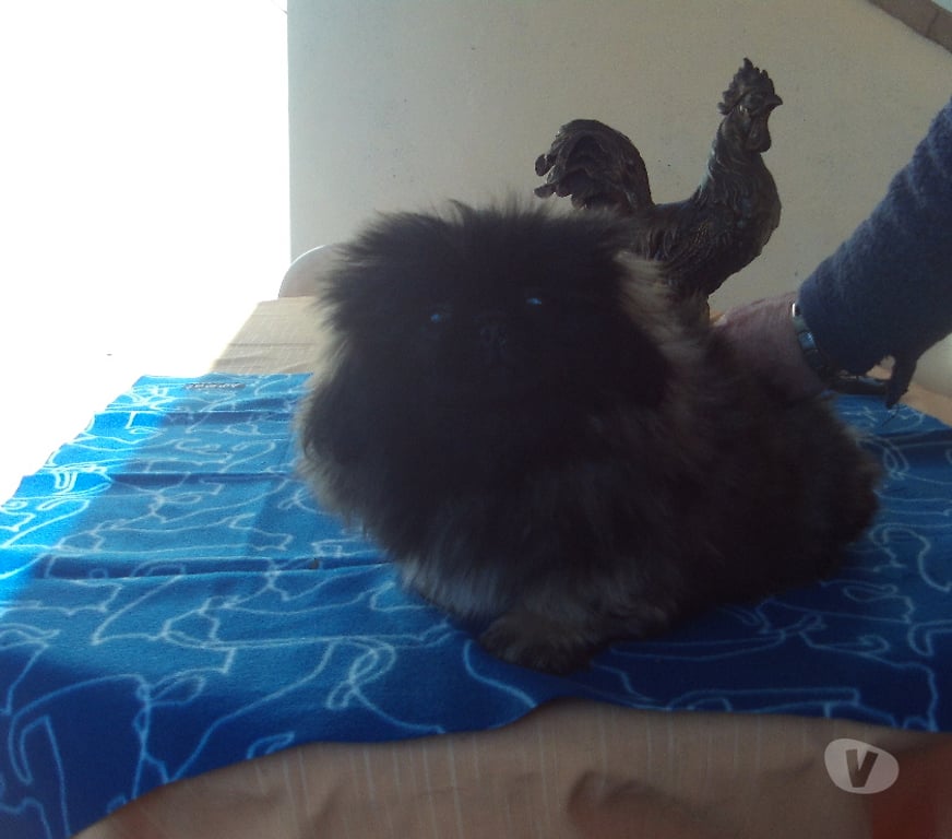 Vente Ain Oyonnax - Photos Vivastreet TRES BEAUX BEBES PEKINOIS LOF
