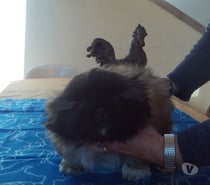TRES BEAUX BEBES PEKINOIS LOF
