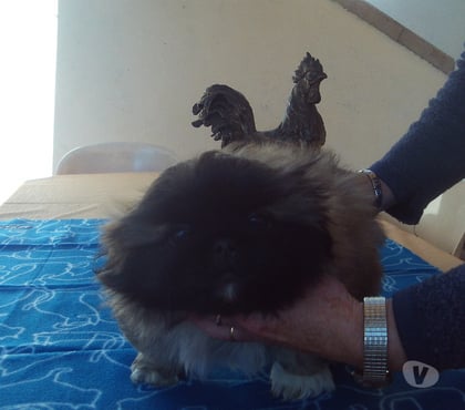 Vente animaux Oyonnax Oyonnax - Photos Vivastreet TRES BEAUX BEBES PEKINOIS LOF