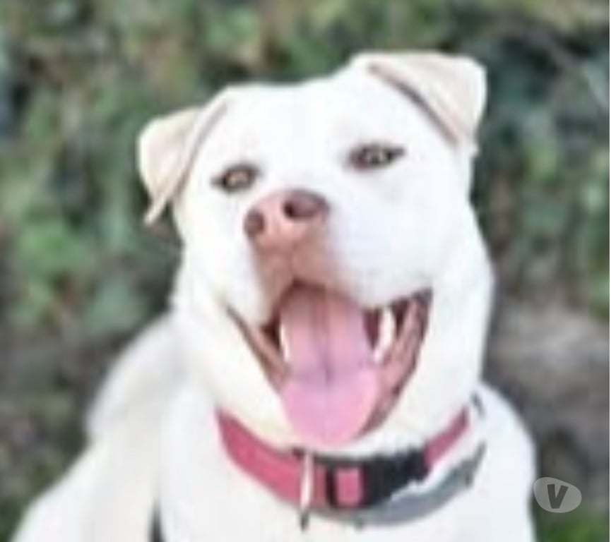 Don animaux Drôme St Restitut - 26130 - Photos Vivastreet Chien TAIGA à l adoption