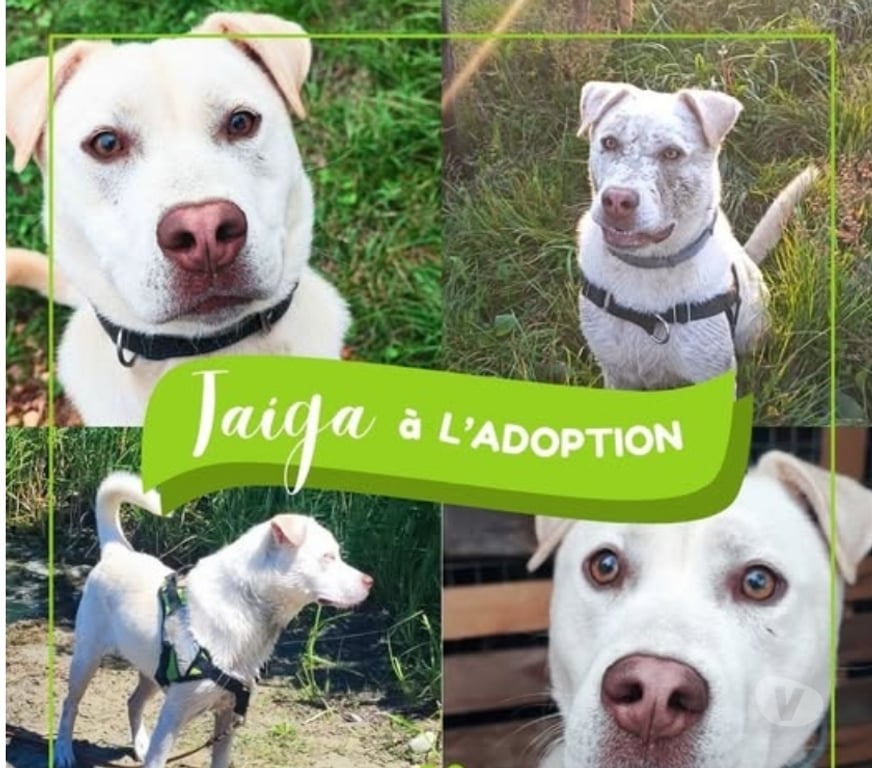 Don animaux Drôme St Restitut - 26130 - Photos Vivastreet Chien TAIGA à l adoption