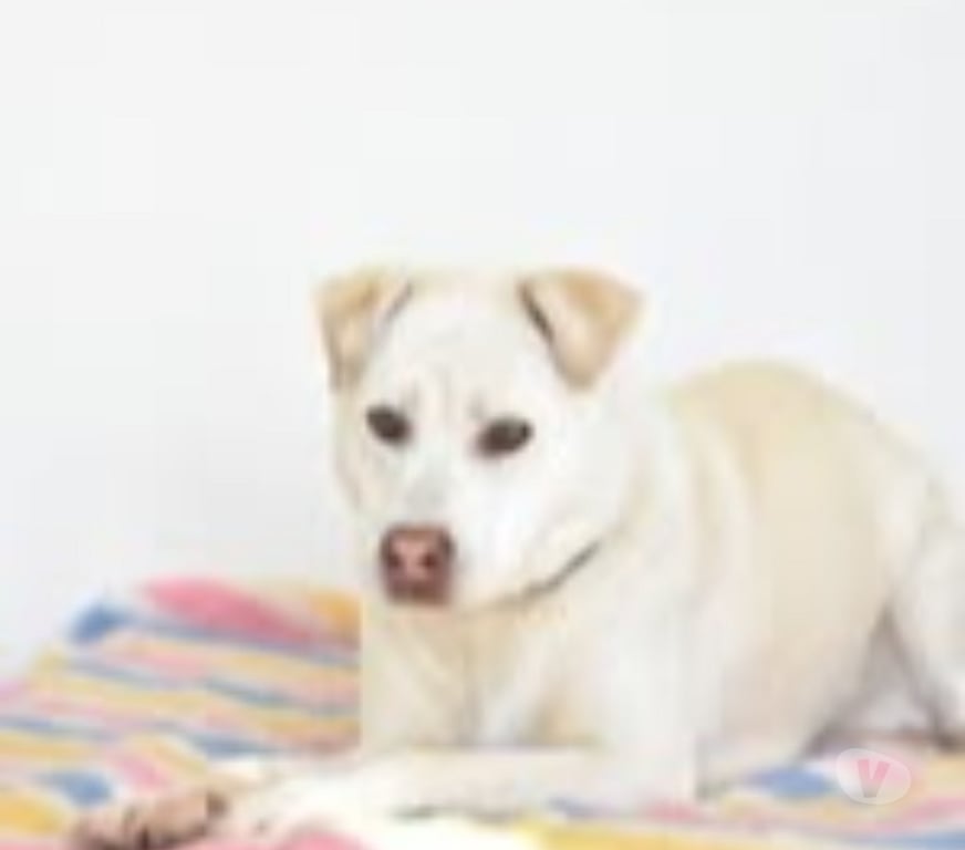 Don animaux Drôme St Restitut - 26130 - Photos Vivastreet Chien TAIGA à l adoption