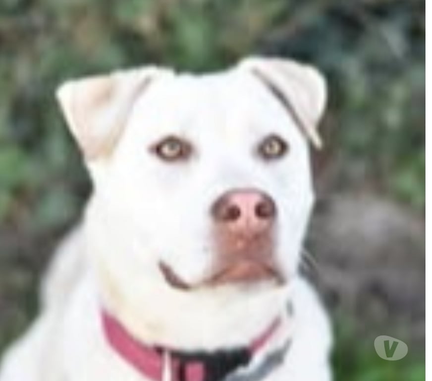 Don animaux Drôme St Restitut - 26130 - Photos Vivastreet Chien TAIGA à l adoption