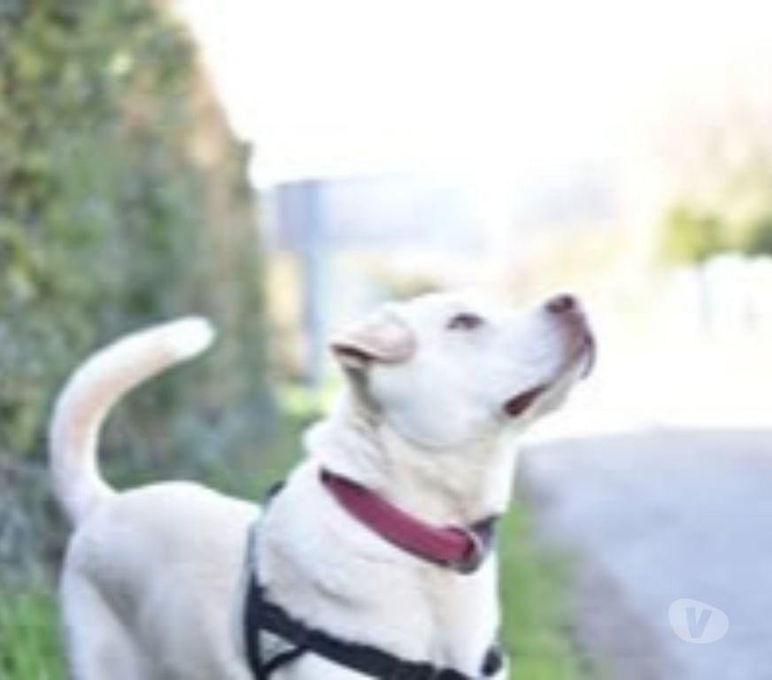 Don animaux Drôme St Restitut - 26130 - Photos Vivastreet Chien TAIGA à l adoption