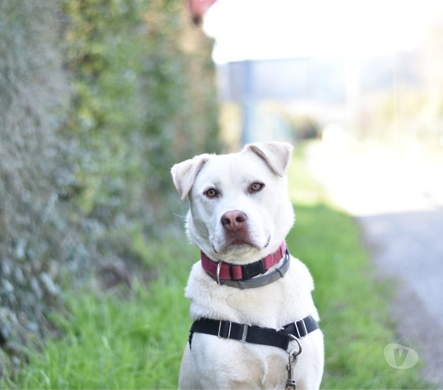 Don animaux Drôme St Restitut - 26130 - Photos Vivastreet Chien TAIGA à l adoption