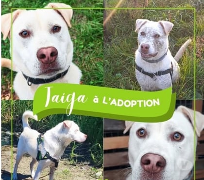 Adoption animaux St Restitut Drôme - Photos Vivastreet Chien TAIGA à l adoption