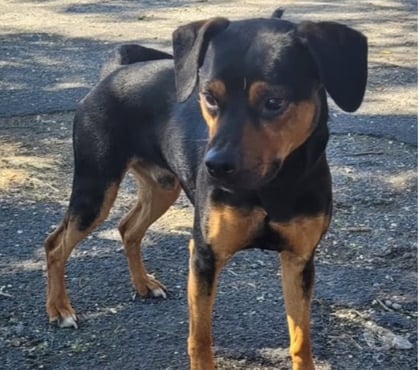 Adoption animaux Beziers Hérault - Photos Vivastreet Chien ARCHIMEDE à l adoption