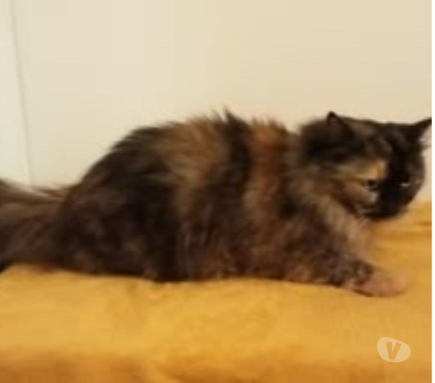 Don animaux Drôme Valence - 26000 - Photos Vivastreet Chat BELLA à l adoption
