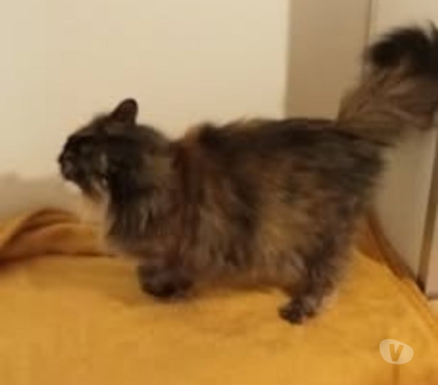 Don animaux Drôme Valence - 26000 - Photos Vivastreet Chat BELLA à l adoption