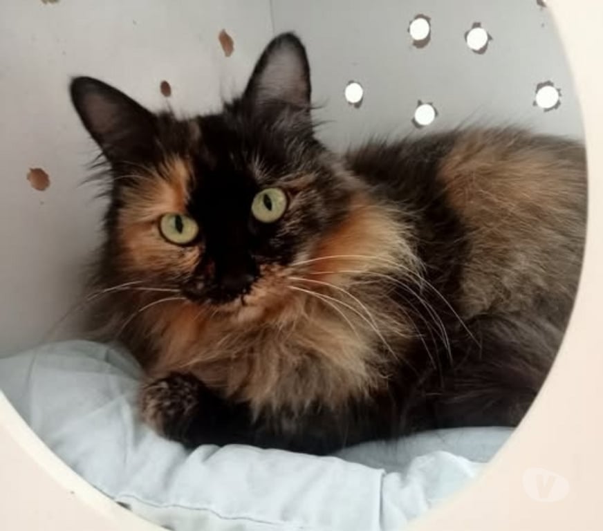 Don animaux Drôme Valence - 26000 - Photos Vivastreet Chat BELLA à l adoption