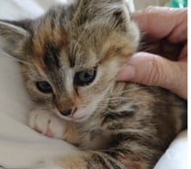 Chat ARIETTE à la réservation