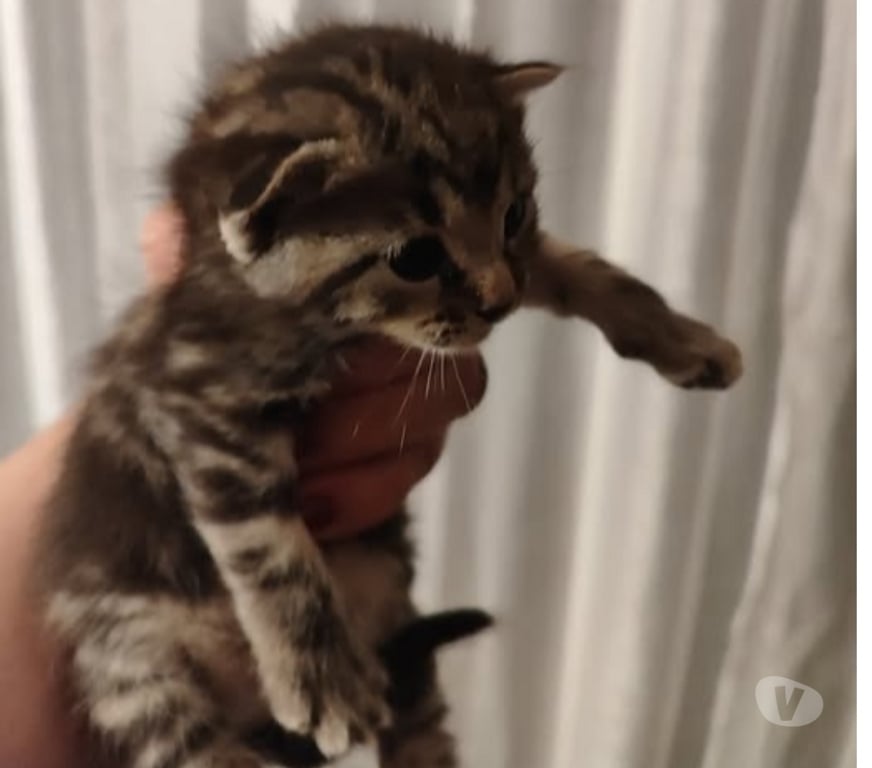 Don animaux Drôme Etoile sur Rhone - Photos Vivastreet Chat CHARLIE à la réservation