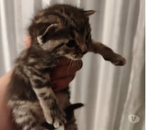 Chat CHARLIE à la réservation