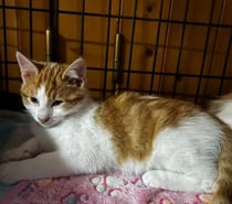 Chat AMANDINE à l adoption