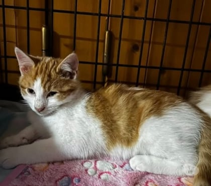 Don animaux Claveyson Drôme - Photos Vivastreet Chat AMANDINE à l adoption