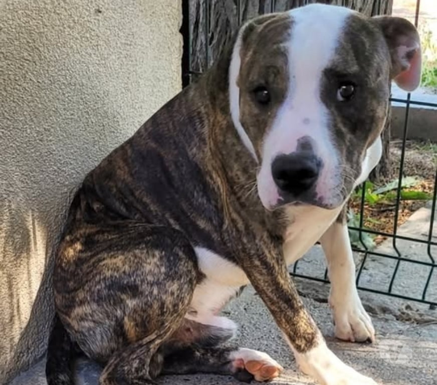 Don animaux Hérault Beziers - 34500 - Photos Vivastreet Chien ALDO à l adoption