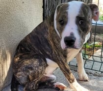 Chien ALDO à l adoption